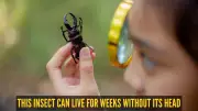 How Cockroaches Survive a Week Without Their Heads: Anatomy Explained