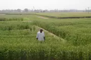 How Precision Tech and Organic Carbon Are Reviving Haryana’s Agriculture