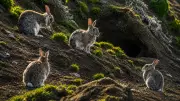 How Rabbits Destroyed Macquarie Island's Ecosystem Before Eradication