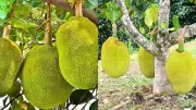 How to Grow a Jackfruit Tree at Home: Easy Tips for Beginners