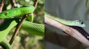 How to Identify South Africa's Six Common Green Snakes: Venomous vs Harmless