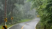 How Trees Act as Natural Flood Control During Monsoon Season