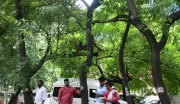 How Two Friends Transformed Bengaluru's JP Nagar Ring Road Median into a Green Corridor