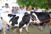 ICAR-NDRI's AI breeding model boosts milk yield in UP villages