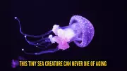 Immortal Jellyfish: The Tiny Creature That Defies Aging