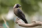 In Praise of the Humble Crow: A Tribute to the Misunderstood Bird