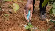 India Lowers Fertilizer Demand Forecast Due to Below Normal Monsoon