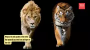 India: The Only Country Home to Both Wild Lions and Tigers