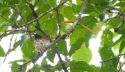 Indian Paradise Flycatchers Spotted Nesting in Chhattisgarh Tiger Reserve