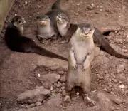 India's Smooth-Coated Otters Trace Lineage to Surat Zoo's Lalu