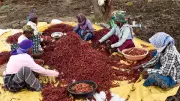 India's Spice Exports Drop 33% Amid West Asia Conflict, Ukraine War