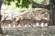 Injured Deer Stranded Near Aarey Colony Spotted by Mumbai Resident