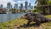 Invasive Argentine Tegu Lizards Threaten Florida Ecosystem in Hatching Season