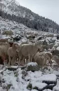 J-K Police Rescues Critically Ill Shepherd from Remote Ganderbal Forest