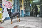 Jadavpur University Students Demand Dog Feeding Zones and Shelter Renovation