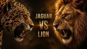 Jaguar vs Lion: Size, Strength, Behavior, and Key Differences Compared