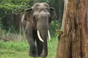 Jharkhand: 55-Year-Old Woman Trampled to Death by Wild Elephant in Koderma