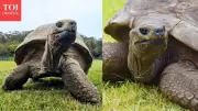 Jonathan: 194-Year-Old Giant Tortoise Named to Guinness World Records Icons List