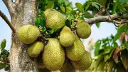 Joys of Jackfruit: Thai Recipes and Health Benefits of This Versatile Fruit