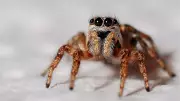 Jumping Spider Vision Inspires Ultra-Low-Power 3D Camera for Robots and Drones