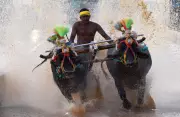 Kambala Buffalo Race to Debut at Mysuru Dasara Festival 2023