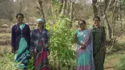 Karnataka Bamboo Farmers' Federation Gets Rare Global Award