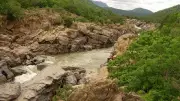 Karnataka DCs Directed to Identify 12,600 Acres for Mekedatu Afforestation