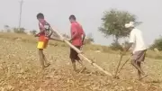 Karnataka Farmer Uses Children to Plow Land, Lacks Bullocks or Machines