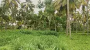 Karnataka Farmers Resist Bidadi Township: Opt for Farming Over Factory Jobs
