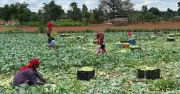 Karnataka Farmers Showcase Diverse Harvests and Cultivation Preparations