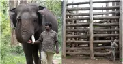 Karnataka Forest Dept Bans Feeding and Flash Selfies with Captive Elephants