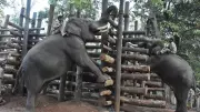 Karnataka Forest Dept Issues New SOPs for 3 Elephant Tourist Camps After Dubare Tragedy