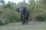 Karnataka Forest Dept to Drive Wild Elephants Back into Forest in 3-Day Operation