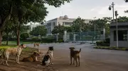 Karnataka HC orders probe into 21 dogs vanishing from DRDO campus