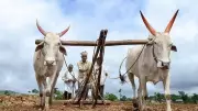 Karnataka Rashtra Samithi Chief Booked for Remarks on Farmers