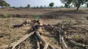 Karnataka: Road Expansion Forces Tree Felling Along NH-50 Highway