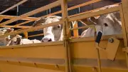 Karnataka: Two Booked for Illegal Cattle Transport After Vehicle Overturns