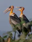 Kaziranga Tiger Reserve: A Haven for 45% of India’s Raptor Species