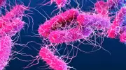 Kerala Shigella Death Toll Rises to 6, 140 Cases in June