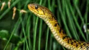 Kerala's Diverse Snake Fauna: Venomous and Non-Venomous Species