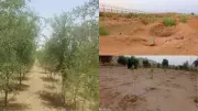 Khejri Tree Revives Greenery in Rajasthan's Thar Desert