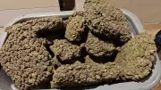 KIA Customs Seize Record 520 kg Hydroponic Ganja in Two Months