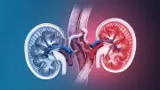 Kidney Cancer Risk: Do Genes Play a Role? New Data Reveals