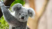 Koalas: Survivors of Poison, Fires, and Disease Need Our Help