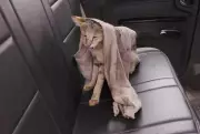 Kolhapur Forest Dept Rescues Peacock and Jungle Cat in Two Separate Incidents