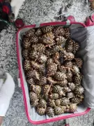 Kolkata Customs seizes 1,100 protected animals, two held at airport