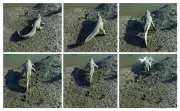 Kutch Mugger Crocodile's Rare Gallop Documented in Scientific Journal