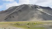 Ladakh Tourism Rebounds with 43% Surge in Visitor Numbers in 2026