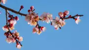 Ladakh's Apricot Blossom Festival: A Spring Spectacle in the Himalayas