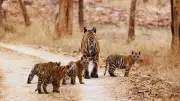 Last Chance to Spot Tigers: Indian National Parks Closing for Monsoon in June